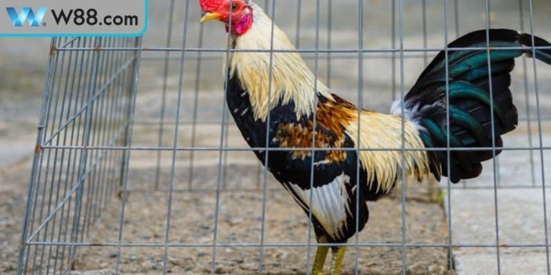 Cách Chăm Sóc Gà Đá Trong Chuồng Tăng Sức Chiến Đấu 1 Cách chăm sóc gà đá trong chuồng với kỹ thuật chuẩn để phát triển toàn diện