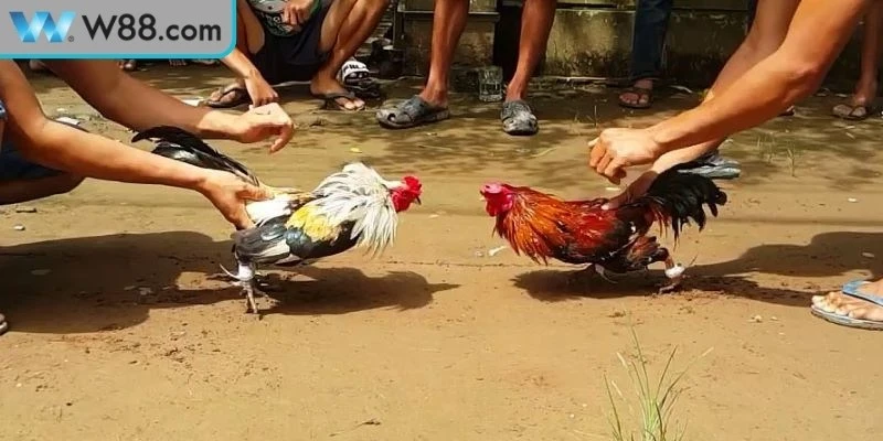 Cách Tập Luyện Đá Gà Hiệu Quả Cho Gà Chiến Khỏe Mạnh 2 Các bước trong cách tập luyện đá gà hiệu quả