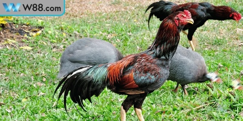 Làm Thế Nào Để Gà Đá Có Sức Bền - Hướng Dẫn Hiệu Quả 2 Làm thế nào để gà đá có sức bền cho chủ kê