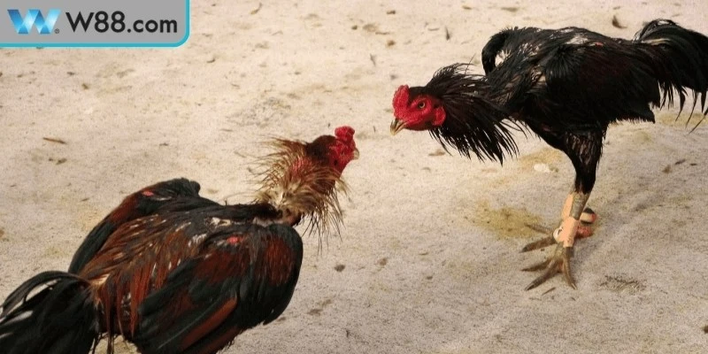 Mẹo Đá Gà Tránh Bị Thua - Bí Quyết Vàng Cho Kê Thủ 3 Những điều cần nhớ khi áp dụng mẹo đá gà tránh bị thua