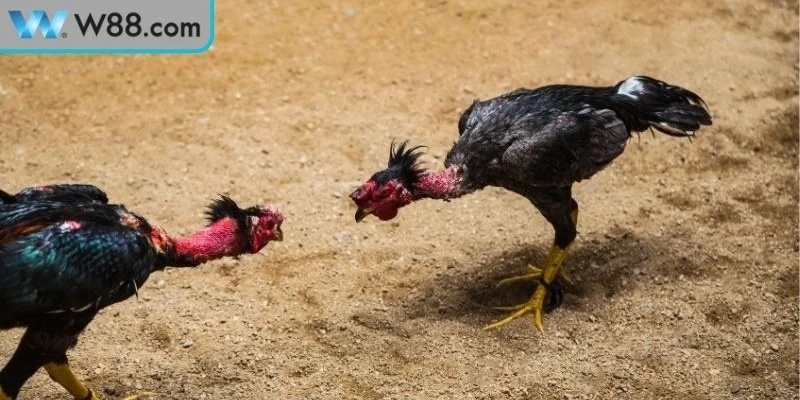 Mẹo Đá Gà Tránh Bị Thua - Bí Quyết Vàng Cho Kê Thủ 1 Tầm quan trọng mẹo đá gà tránh bị thua